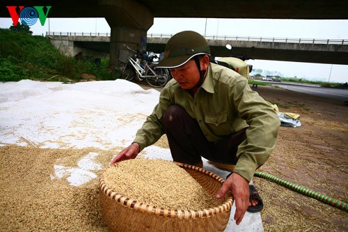 La moisson rizicole en plein Hanoï - ảnh 10